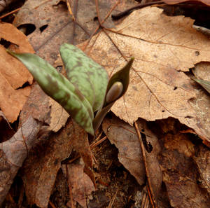 Jack-in-the-Pulpit!