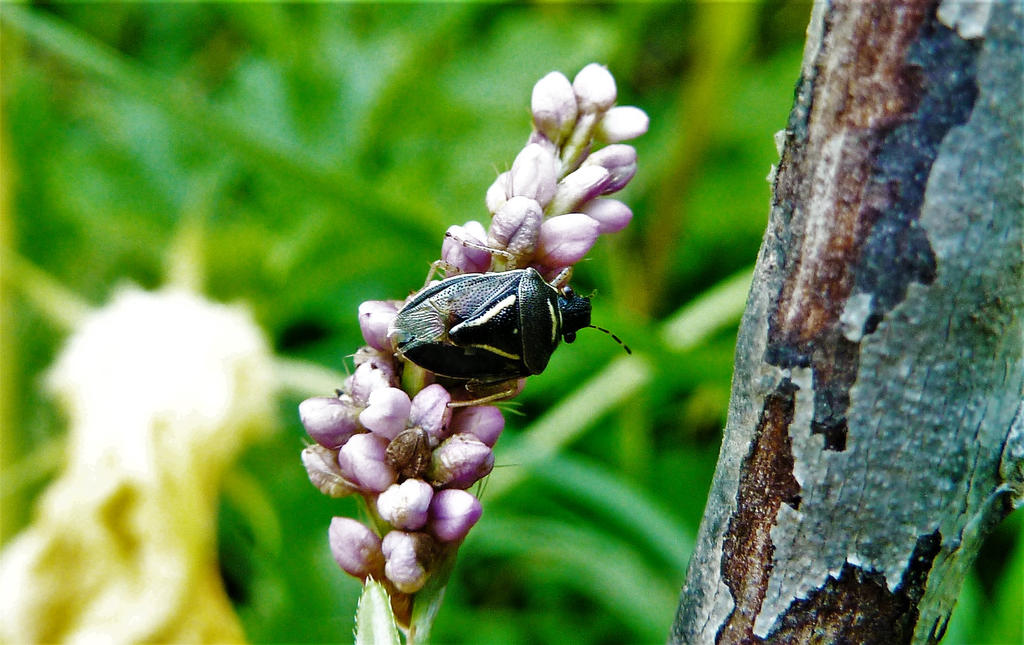 Beautiful Bug by SpiderMilkshake on DeviantArt