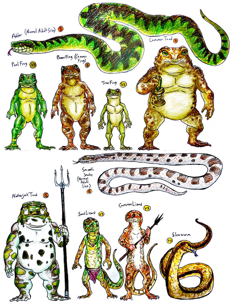 Redwall Insects Redwall Species--Smaller Reptiles and Amphibians by SpiderMilkshake on ...