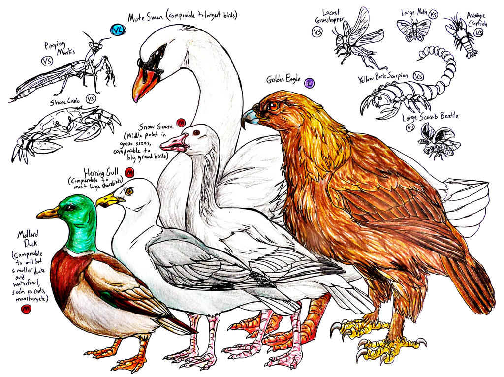 Redwall Insects Redwall Species--Arthropods and Largest Birds by SpiderMilkshake on ...