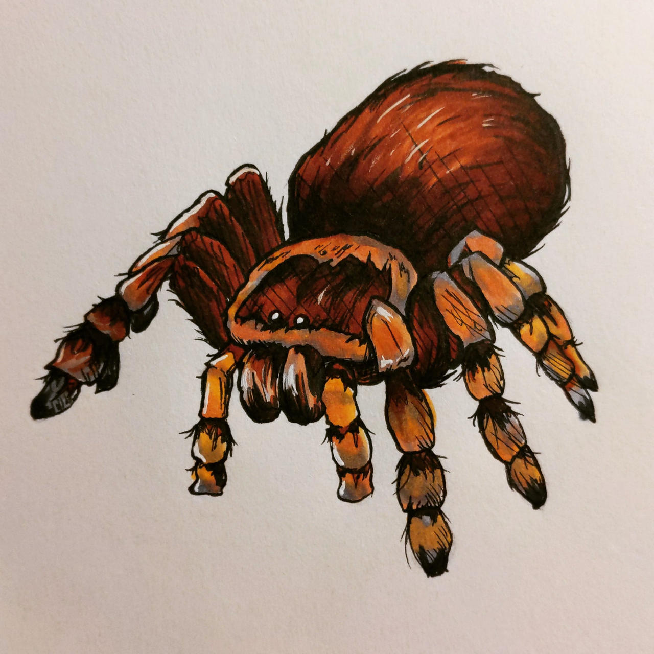 Tarantula Deviantart Tarantula by kurie-sakana on DeviantArt