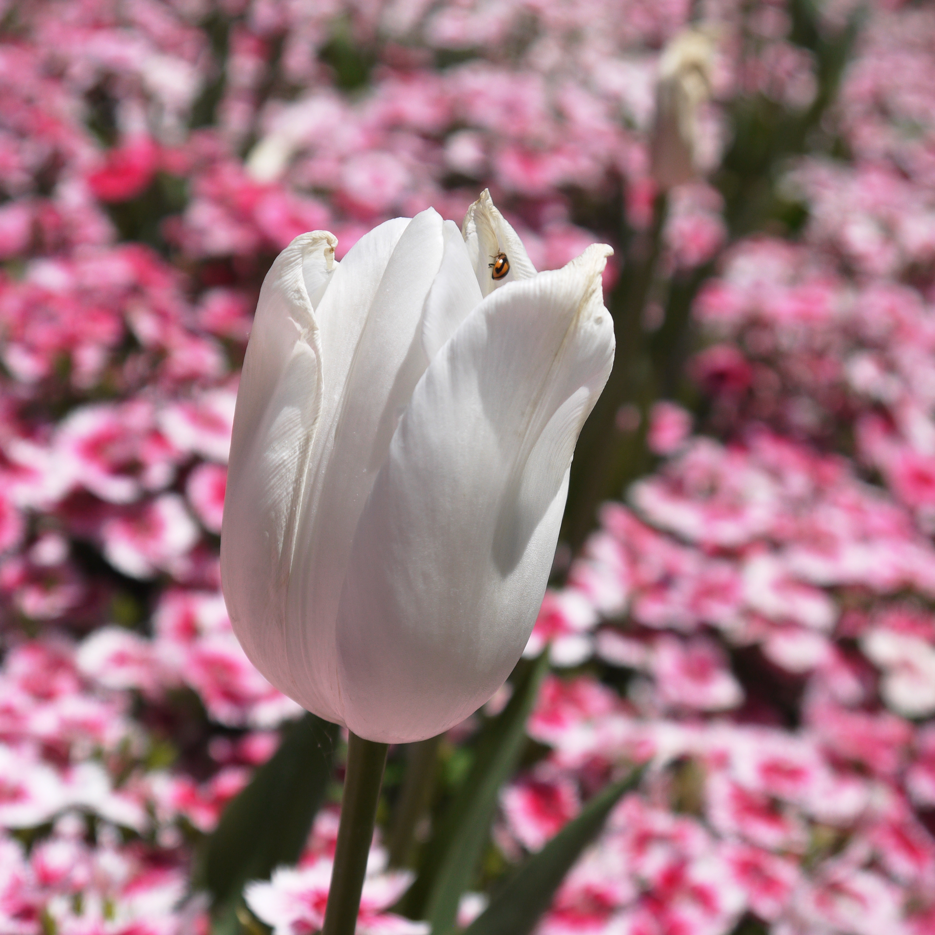 White Tulip and Ladybug