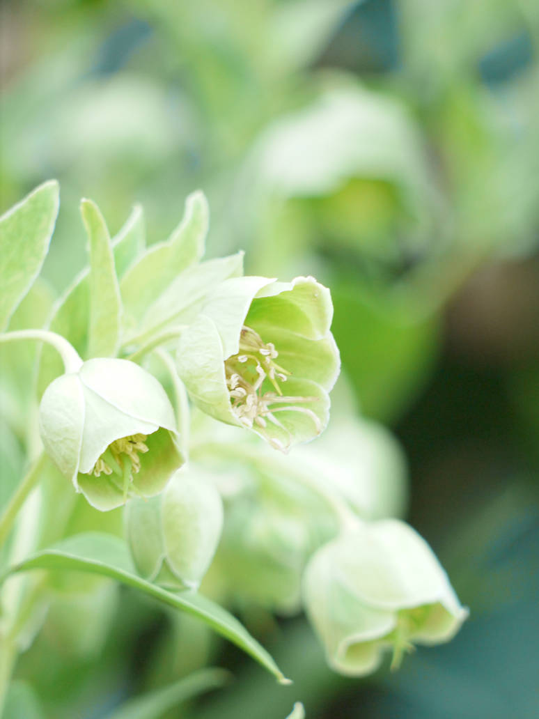 Soft Hellebore Bells by GeorgieDeeArt Soft Hellebore Bells by GeorgieDeeArt