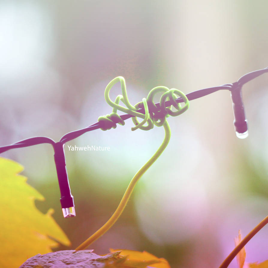 The Intertwining Romance by GeorgieDeeArt The Intertwining Romance by GeorgieDeeArt