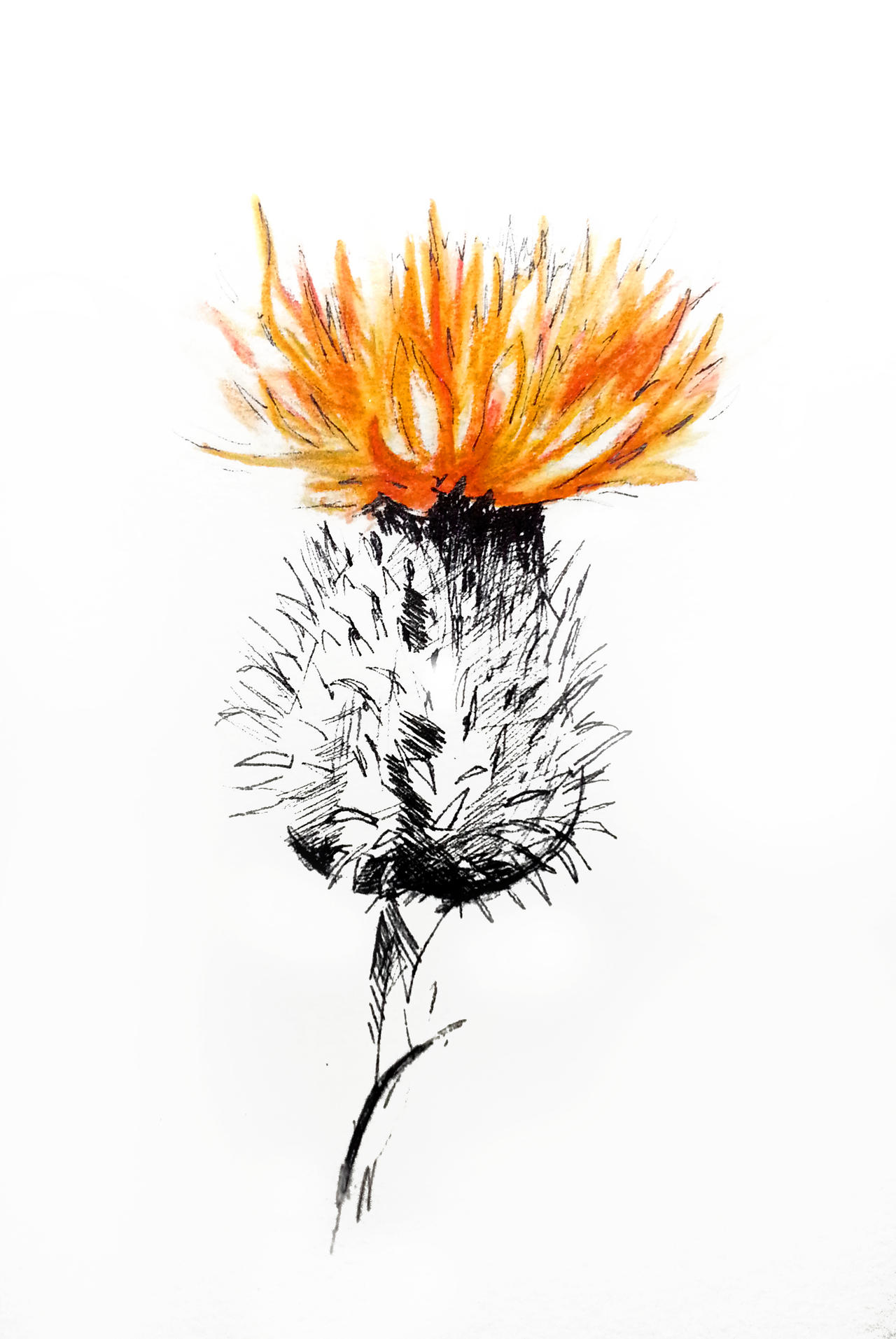 Fire Thistle