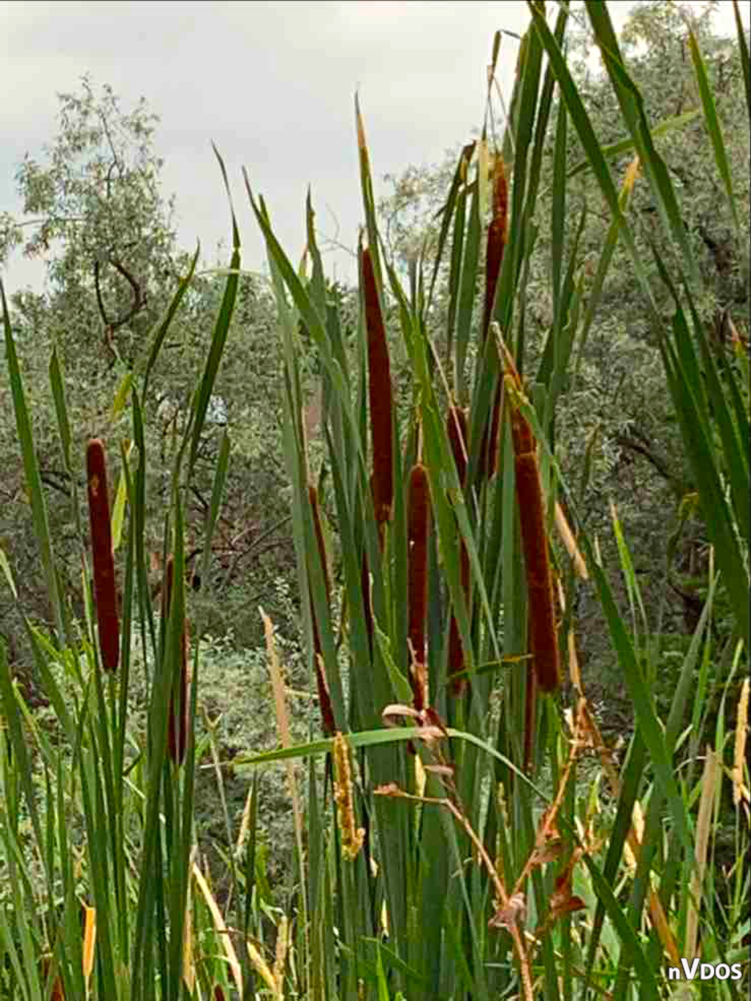 Cattails by PinkWarrior30 on DeviantArt