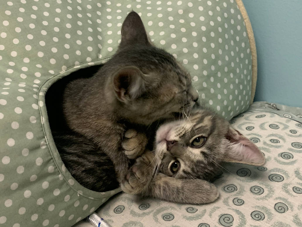 Cuddling Kittens by PinkWarrior30 on DeviantArt