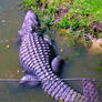 Sunbathing Alligator