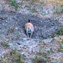 Prairie Dog Closeup