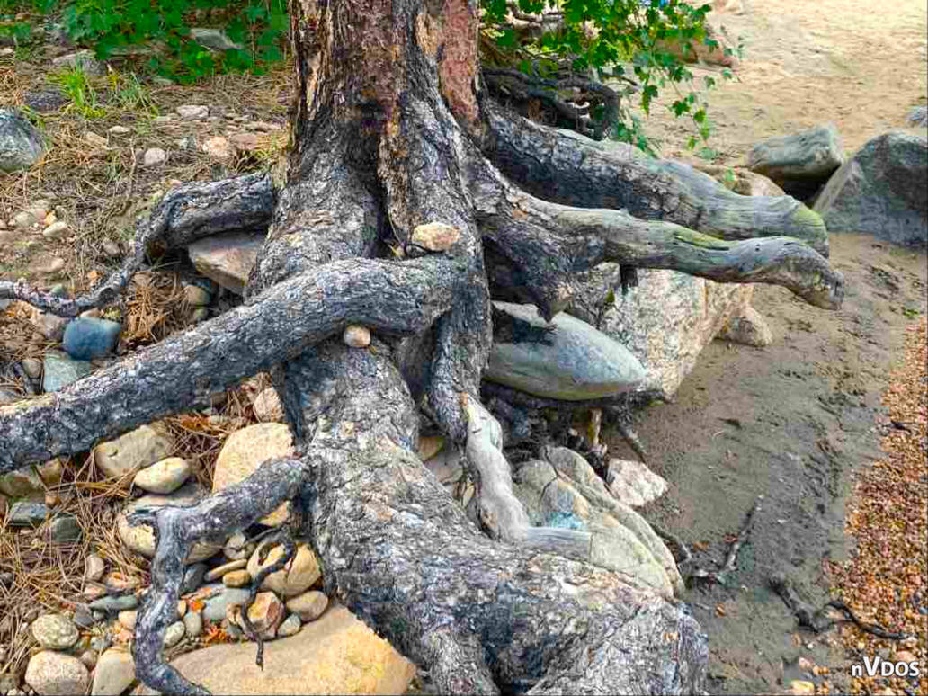 Knoby Tree Roots Knotty Roots by PinkWarrior30 on DeviantArt