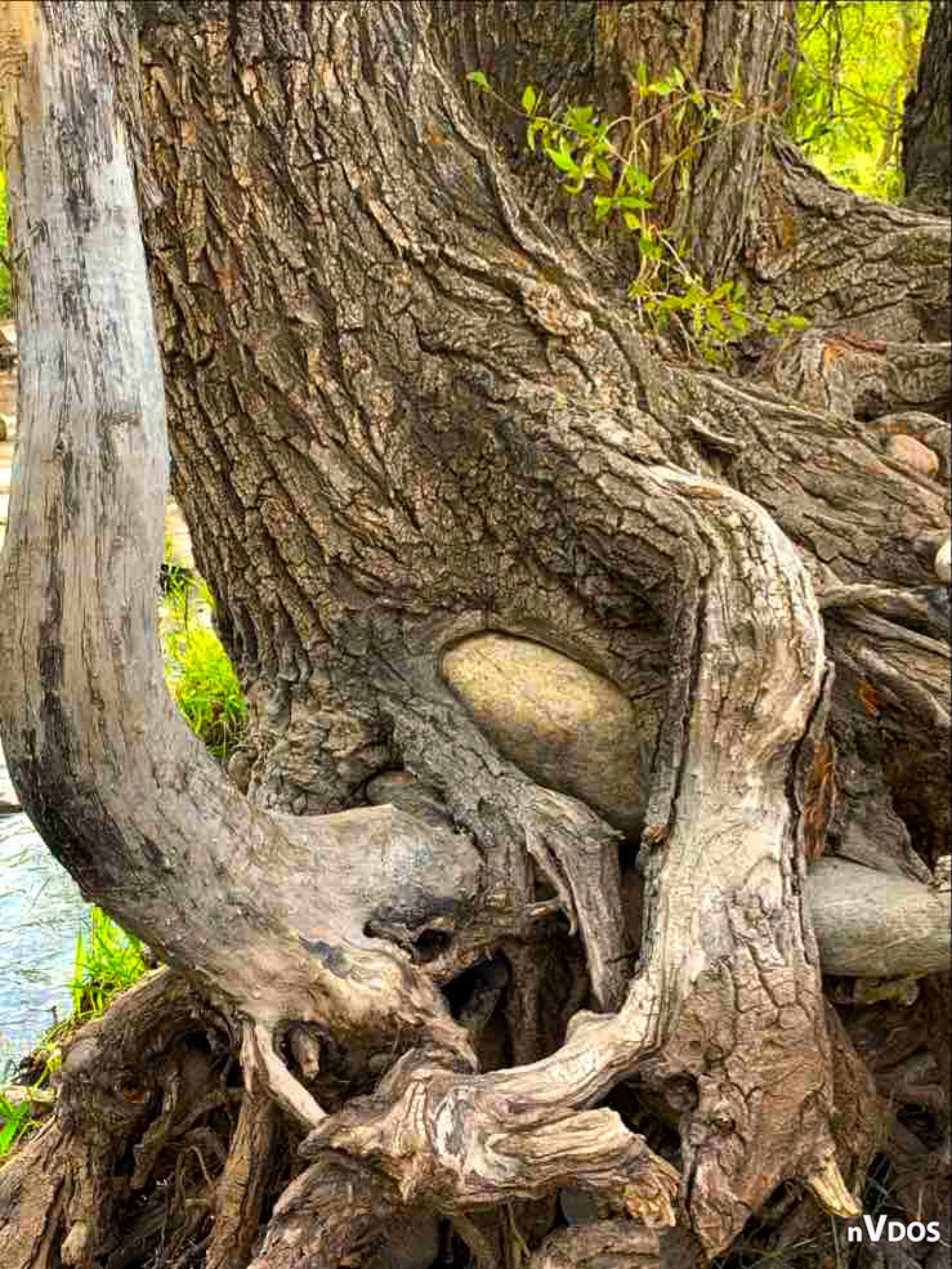Eat Tree Roots Tree Roots by PinkWarrior30 on DeviantArt