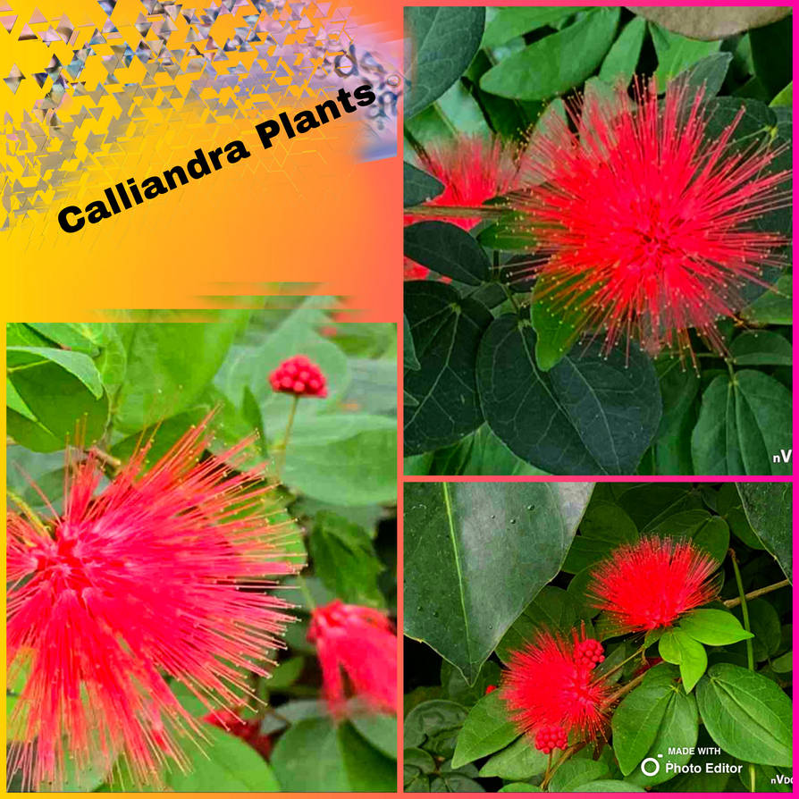 Calliandra Flowers by PinkWarrior30 on DeviantArt