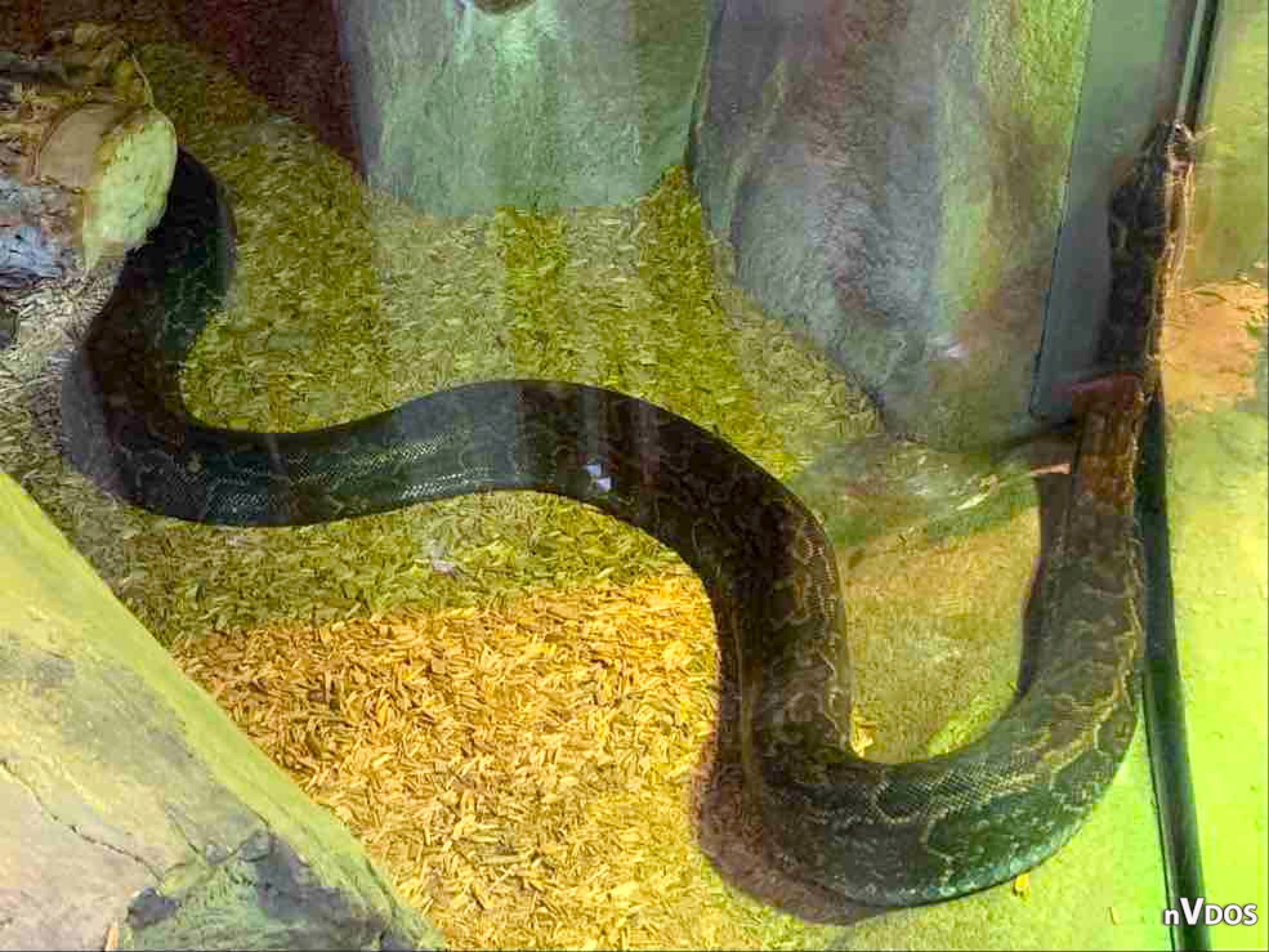 African Rock Python by PinkWarrior30 on DeviantArt