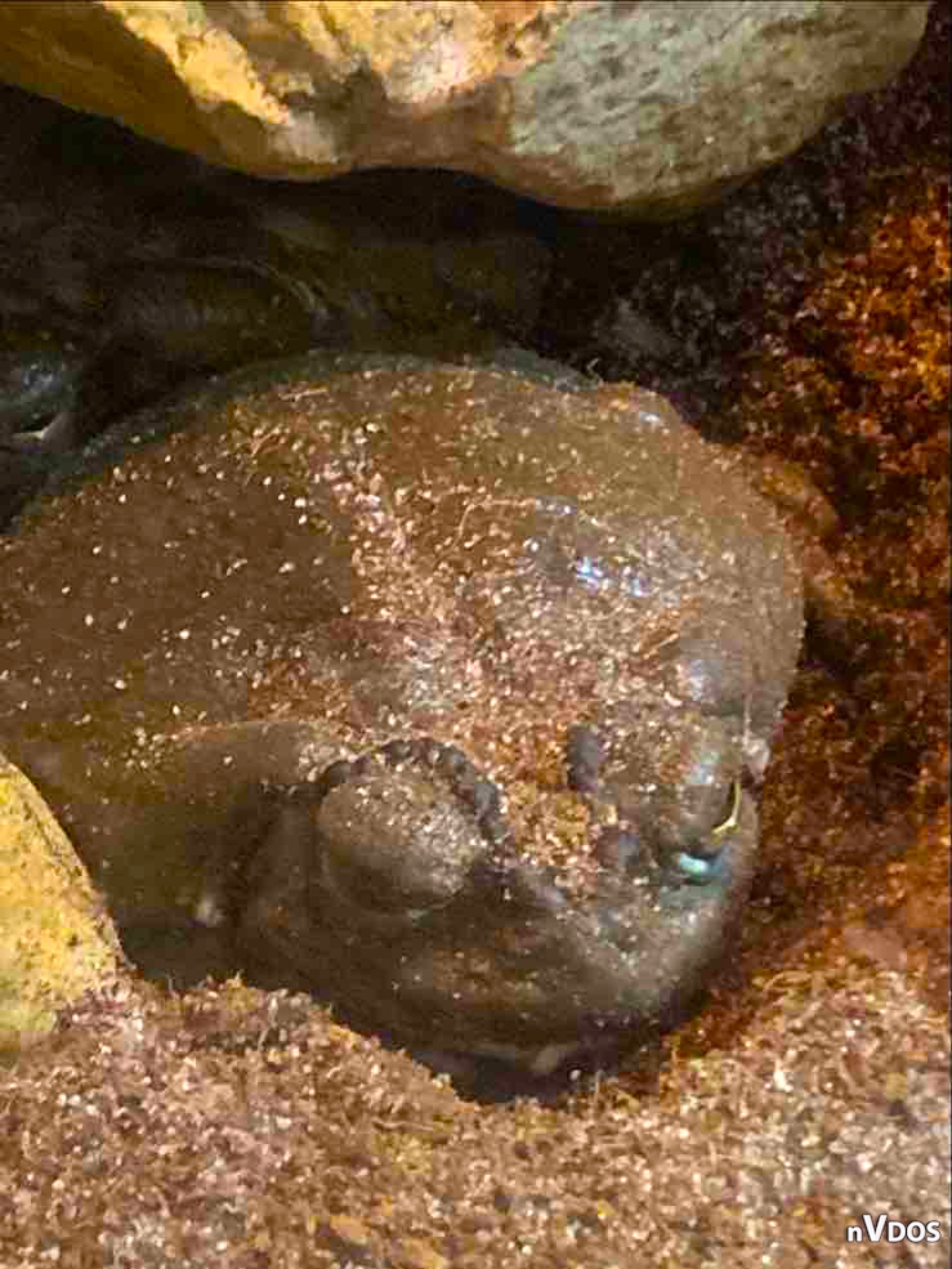 Sonoran Desert Toad by PinkWarrior30 on DeviantArt