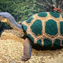 Brick Planet Exhibit: Galapagos Tortoise and Bird