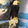 Brick Planet Exhibit: Bald Eagle