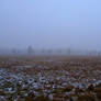 Misty december field