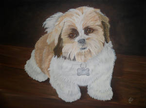 Harry the Shih Tzu