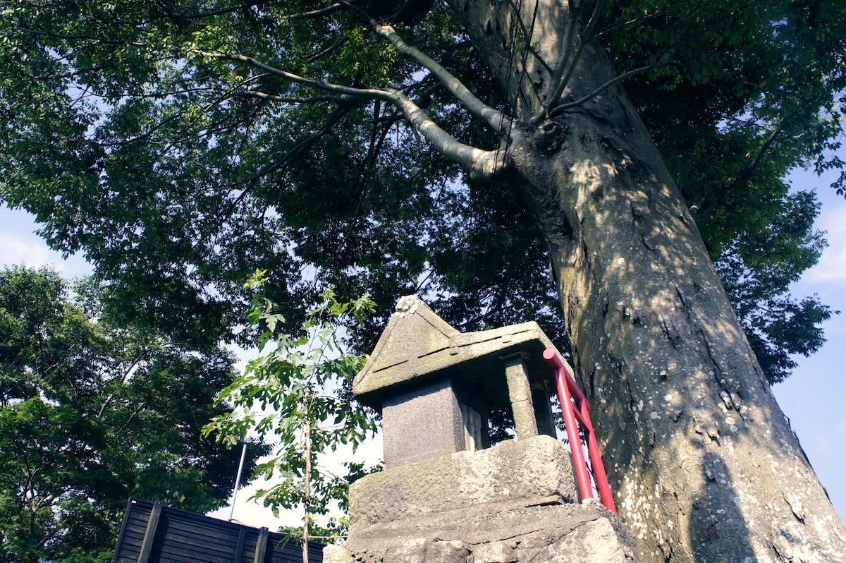 tree's shadow