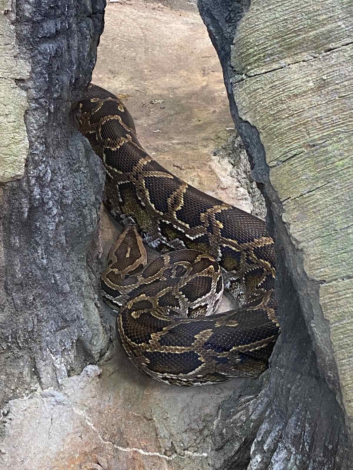 Python Constriction Deviantart Realistic Python by Classyo9 on DeviantArt
