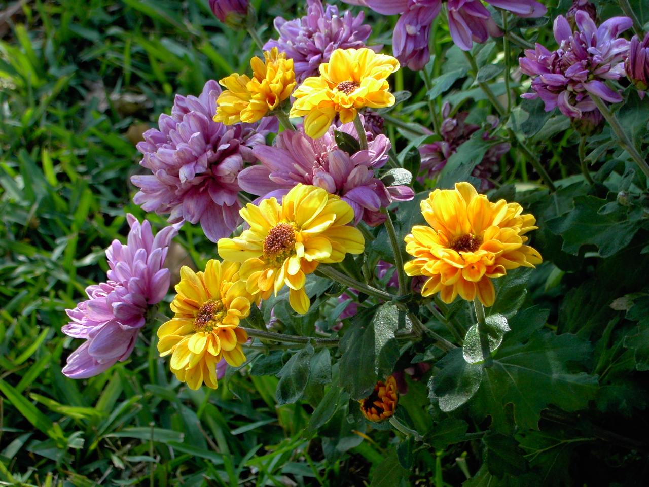 Spring's Delightful Mums