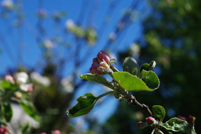 Apple Blossom2