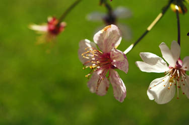 Cherry Blossom