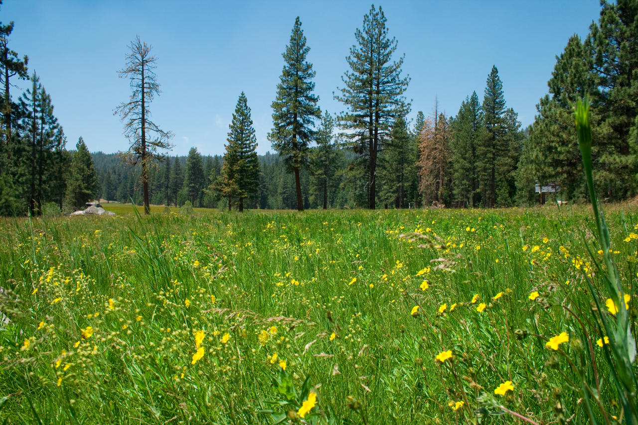 Red Wood Meadow 2