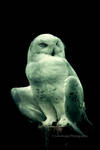 Night Owl by juliapaganidesign