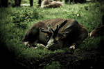 Nap TimeII by juliapaganidesign