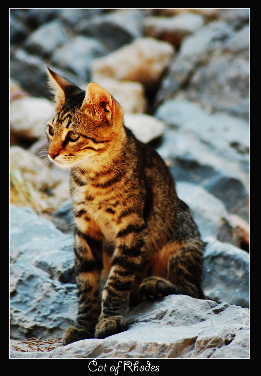 Cat of Rhodes