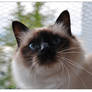 Sacred birman