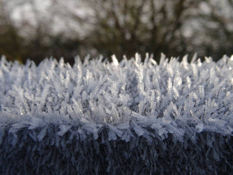 Frosty Fence