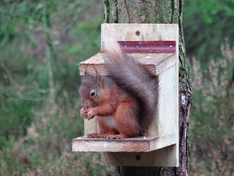 Cumbrian Cutie