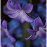 hyacinth, blue