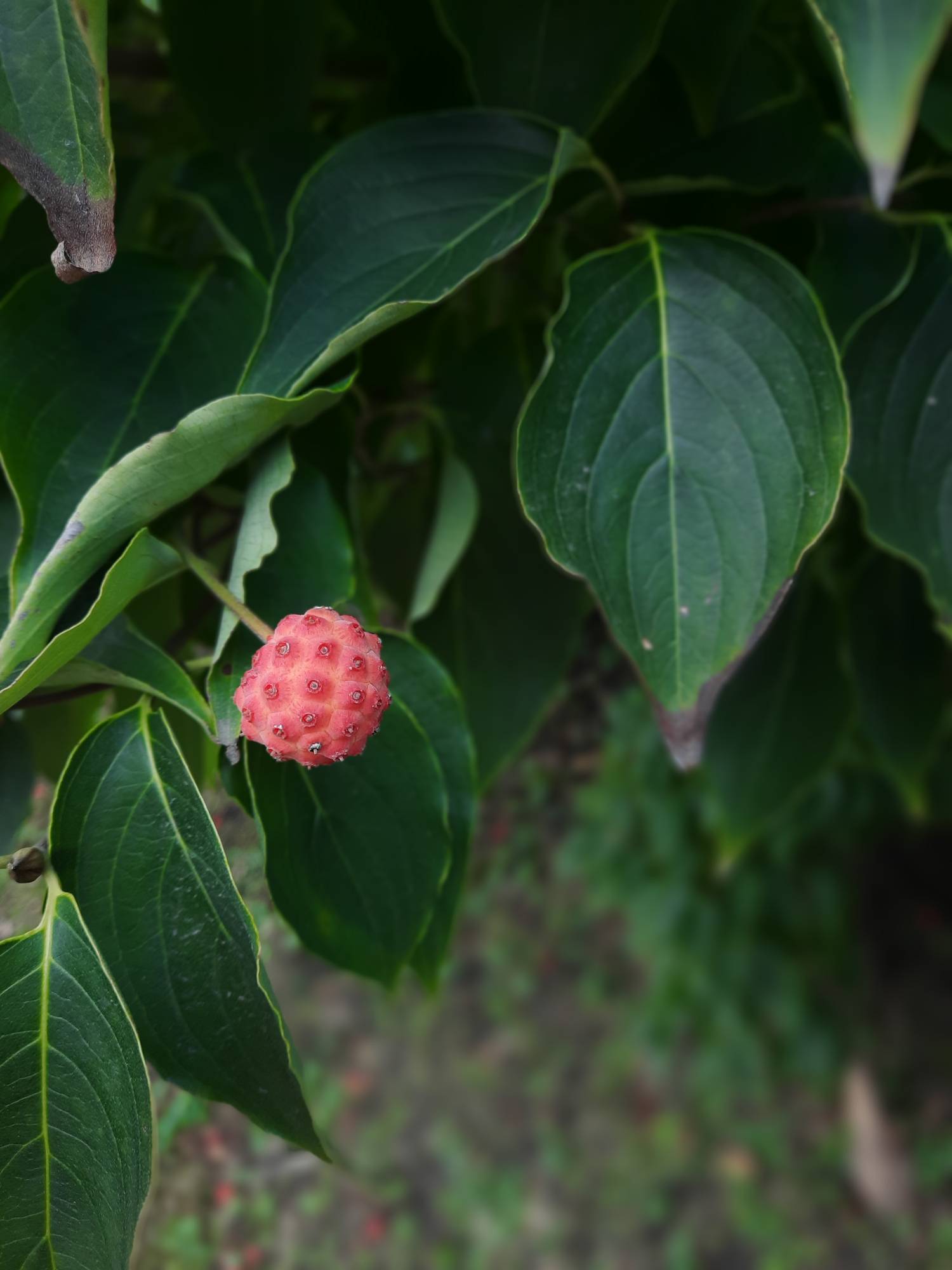 Cornus Kousa Fruit by Yukitokage on DeviantArt