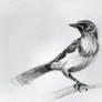 Sketch of a bird