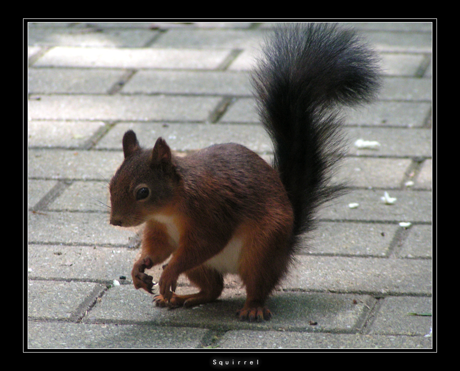 Squirrel