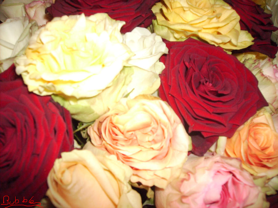 39 Roses 39 roses by Kakaoheart on DeviantArt