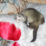 lol another ferret shot