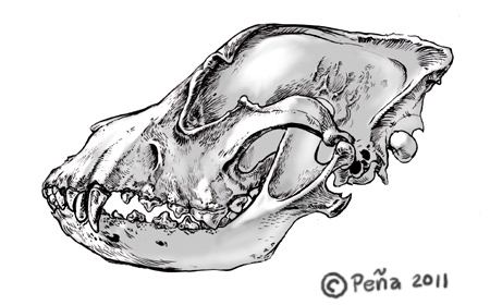 Dog skull drawing