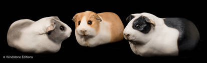 Guinea pigs