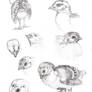 Peacock chick sketches