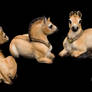Przewalski's baby unicorns