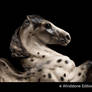 Leopard appaloosa Pegasus