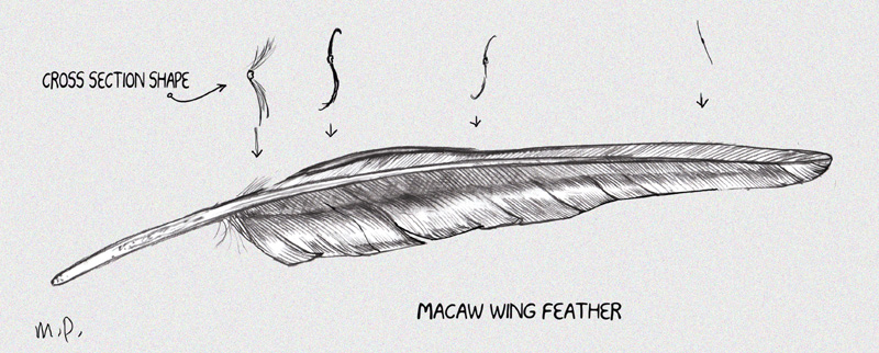 Macaw wing feather