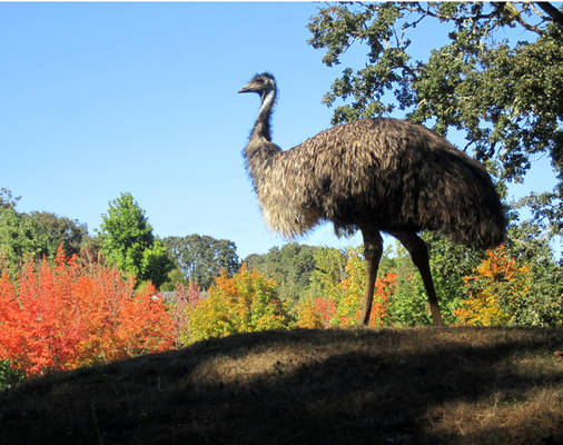 Eddie the emu with fall colors