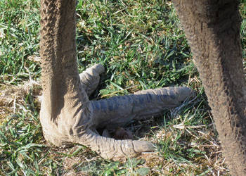 inside back of emu's left  foot,  standing