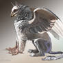 Grey Griffin with Pink Feet