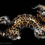 Jaguar Oriental Dragon
